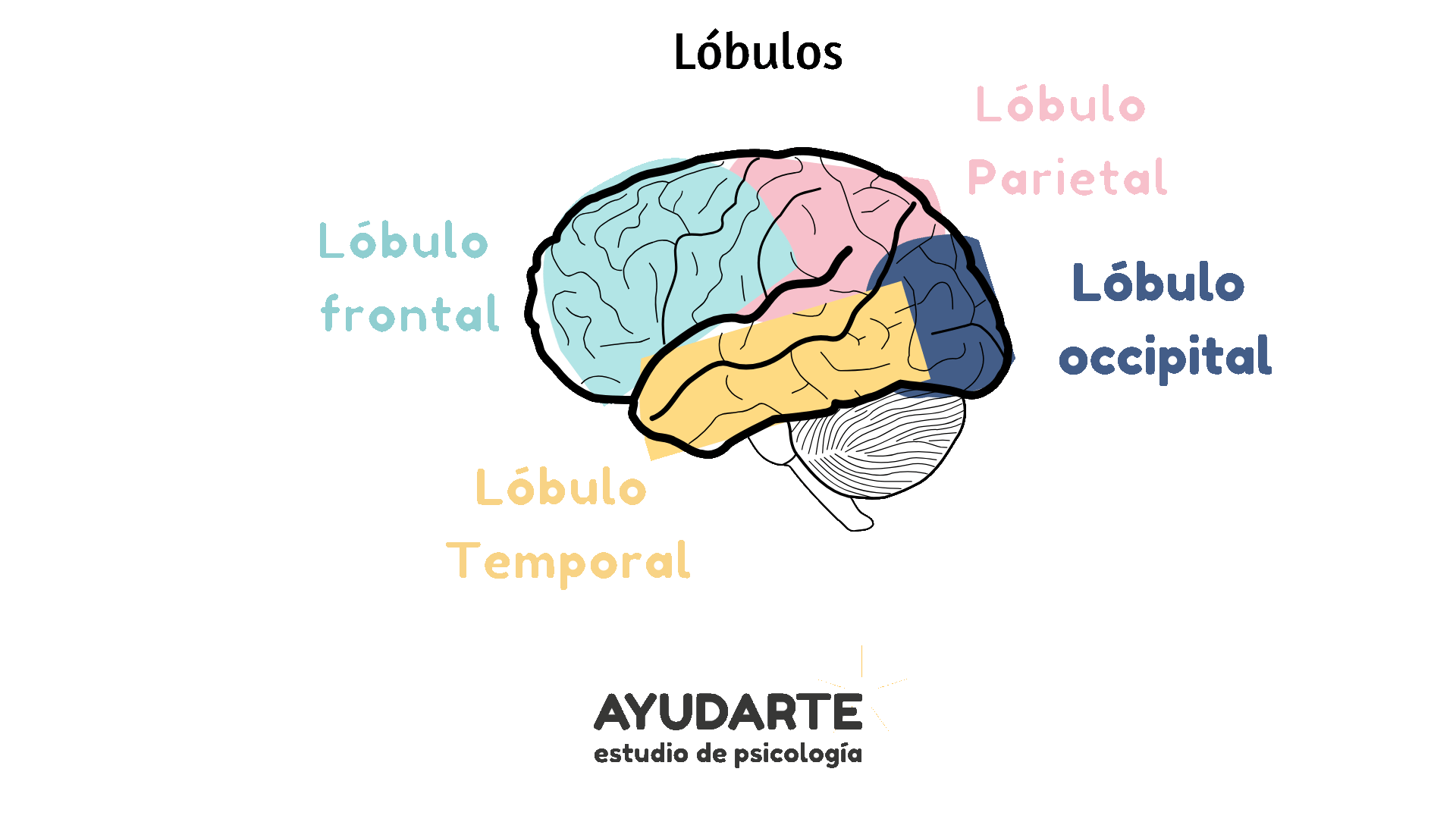 lobulo parietal
