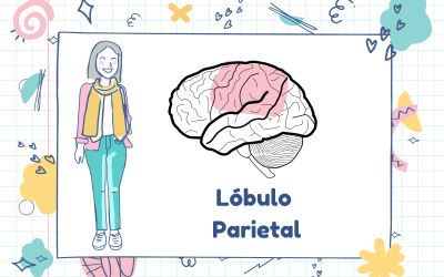 daños en el lobulo parietal