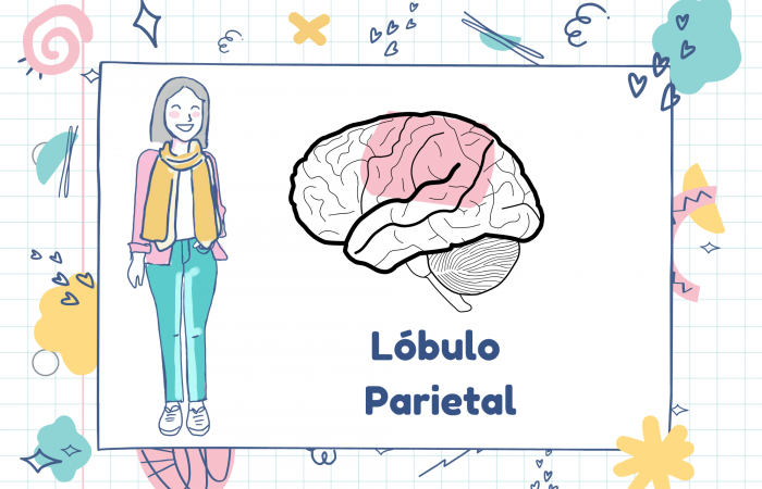 daños en el lobulo parietal