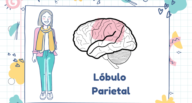 daños en el lobulo parietal