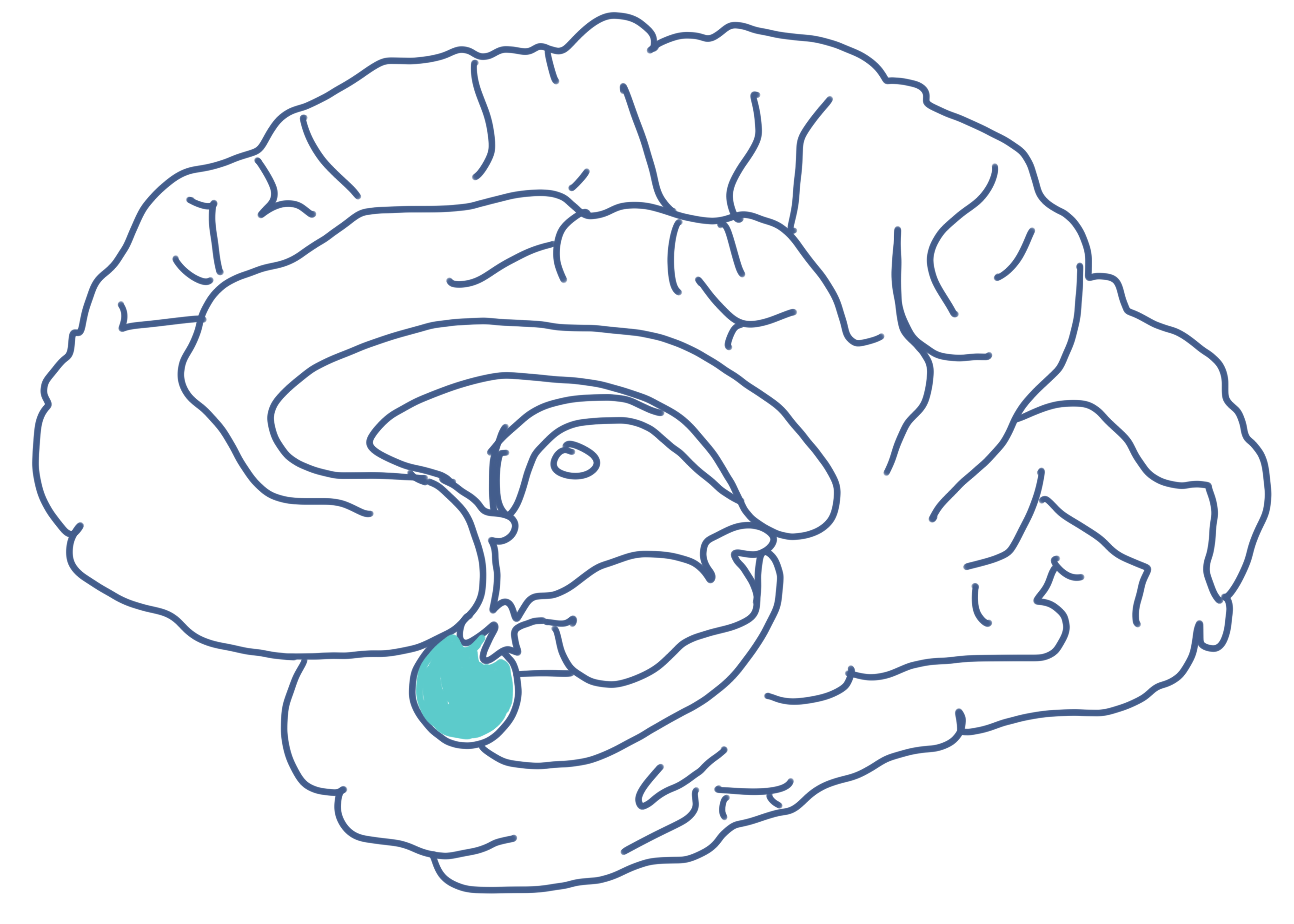 sistema limbico cerebral