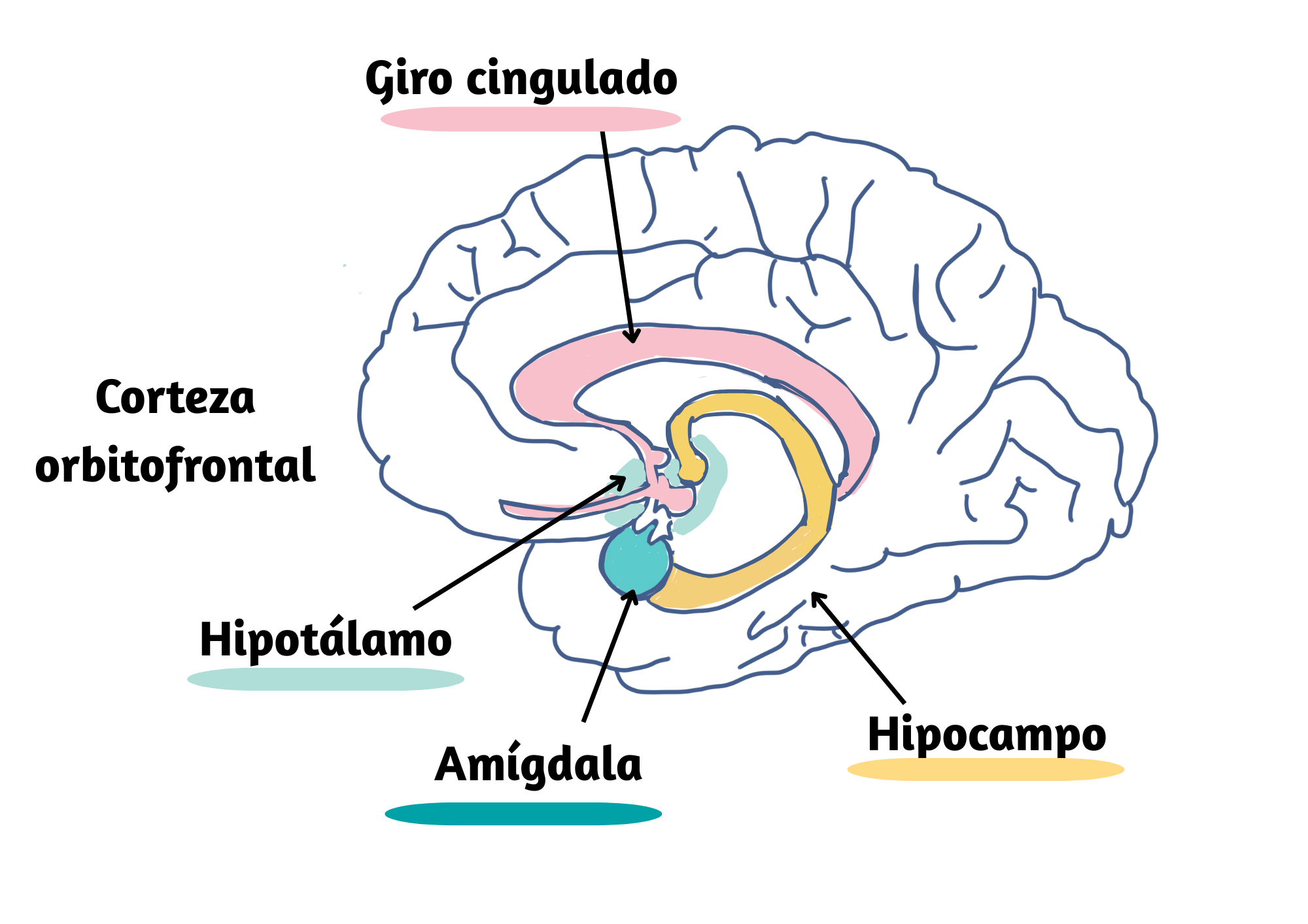sistema limbico cerebro