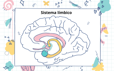 Descubre el Sistema Límbico: El Cerebro Emocional estructura del sistema limbico
