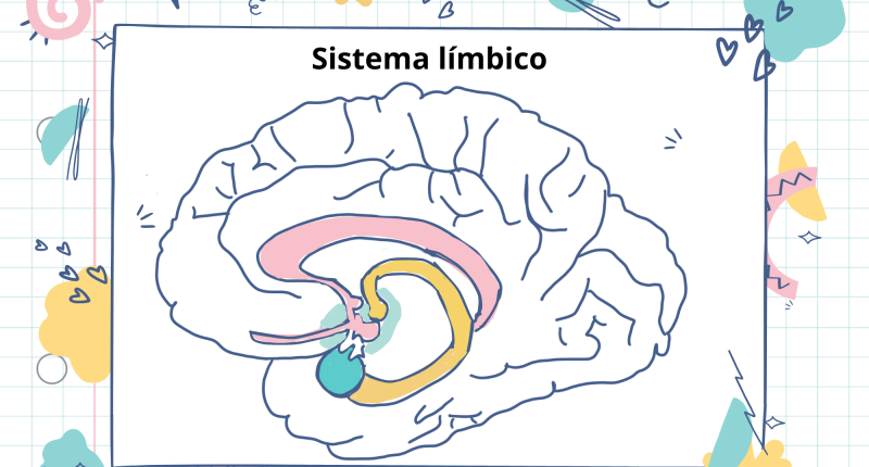 estructura del sistema limbico