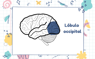 Características del lóbulo occipital de nuestro cerebro