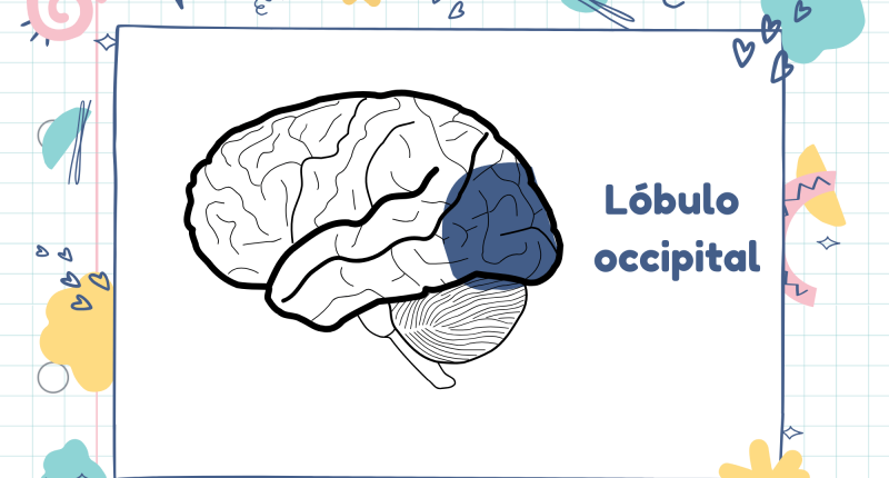 Características del lóbulo occipital de nuestro cerebro